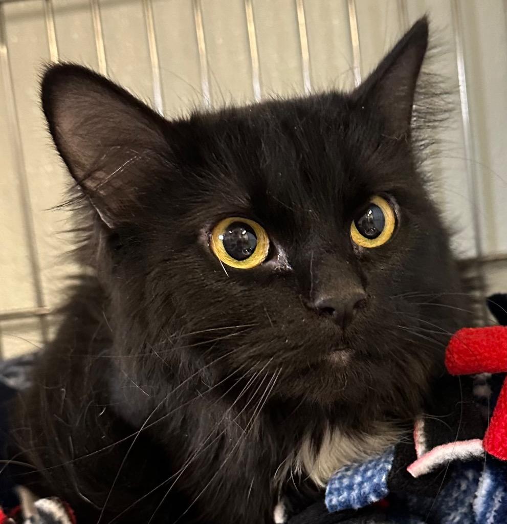 Enlarge Mable, a Adoptable mixed breed in Rock Springs, WY image 1/1