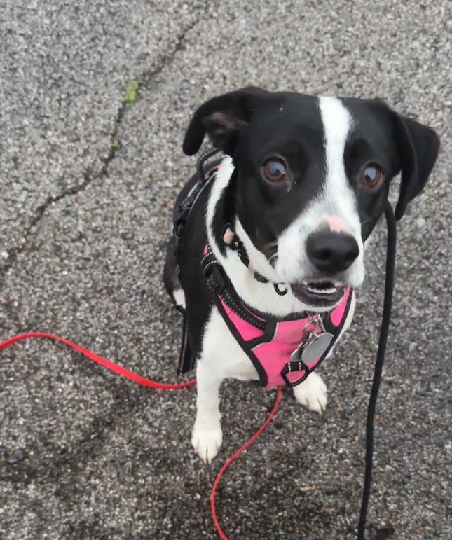Gigi, an adoptable mixed breed in Brentwood, TN image 2/3