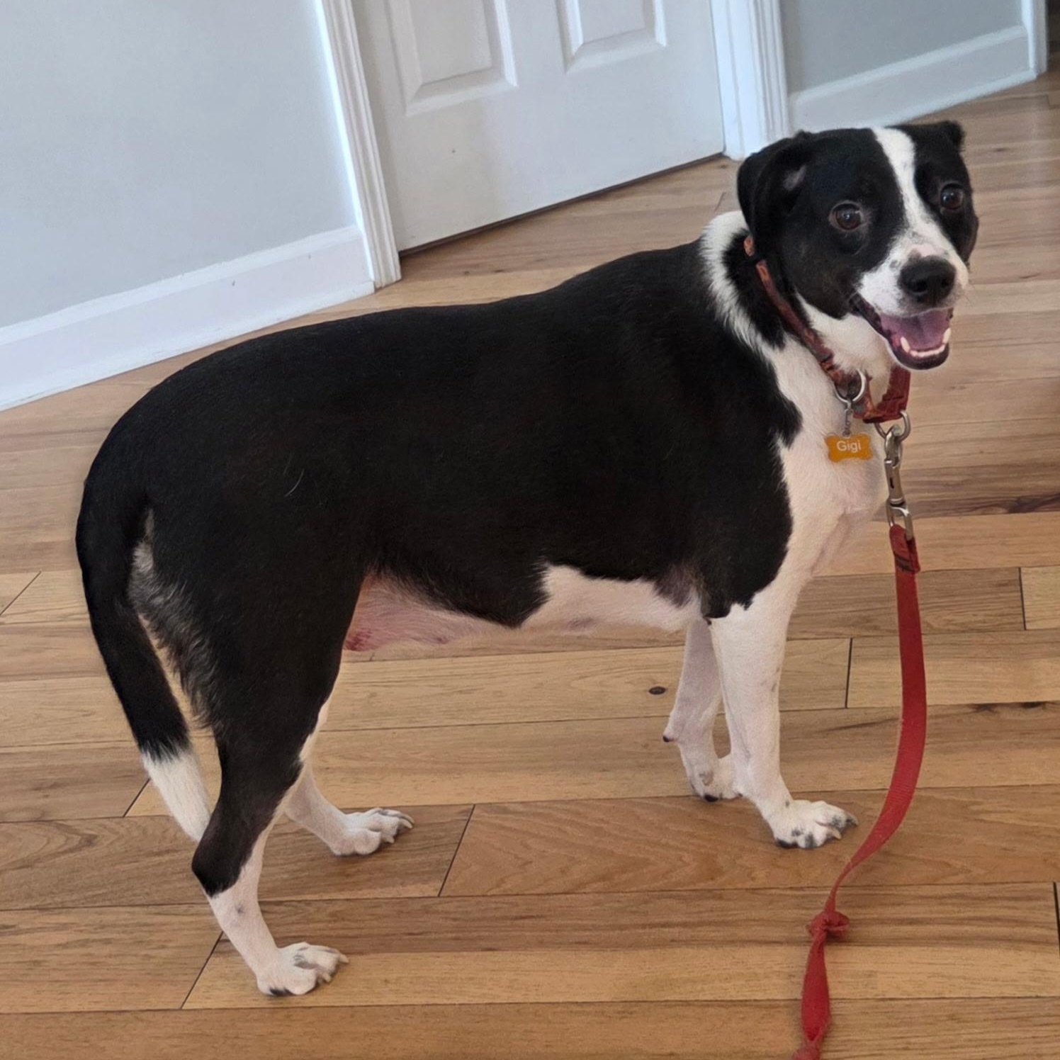 Enlarge Gigi, a Adoptable mixed breed in Brentwood, TN image 2/2