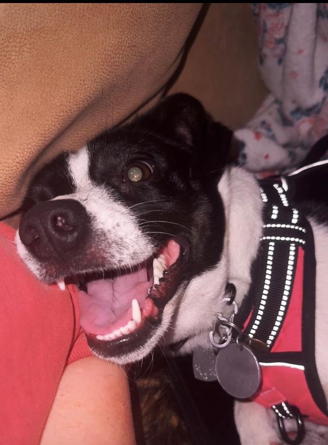 Gigi, an adoptable mixed breed in Brentwood, TN image 3/3