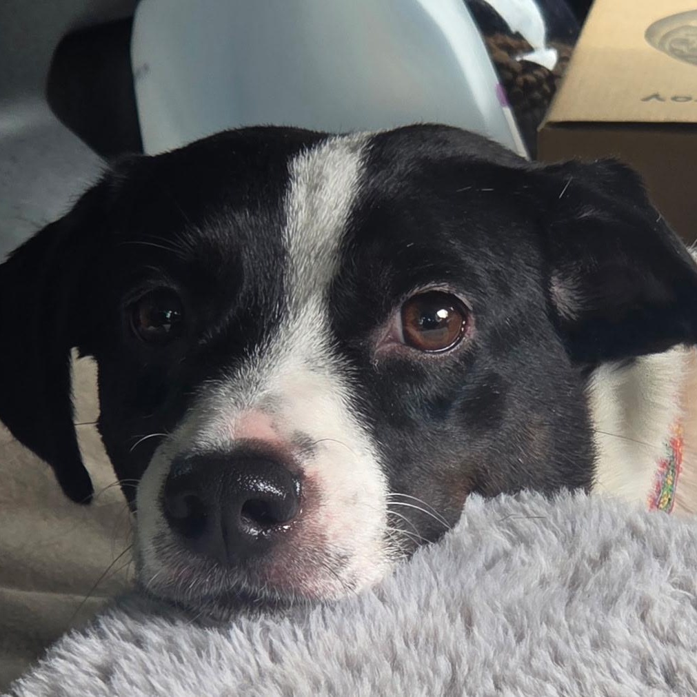 Gigi, Adoptable, Young Female Rat Terrier.