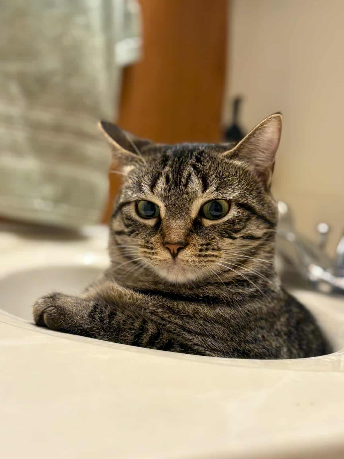 Carol, Adoptable, Adult Female Domestic Short Hair.