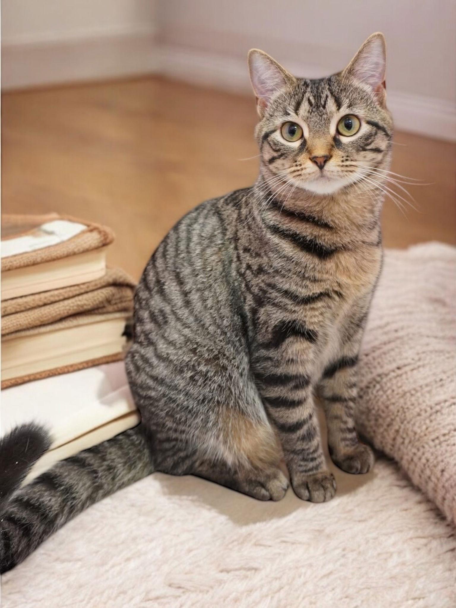 Enlarge Carol, a Adoptable Domestic Short Hair in Champaign, IL image 2/3