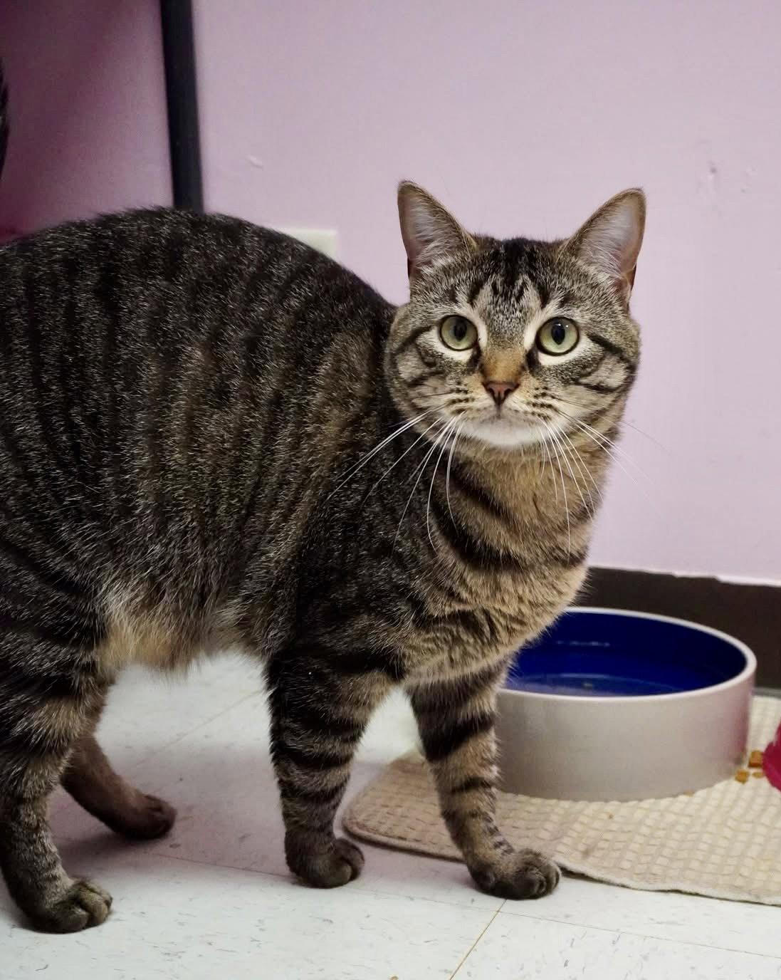 Enlarge Carol, a Adoptable Domestic Short Hair in Champaign, IL image 3/3