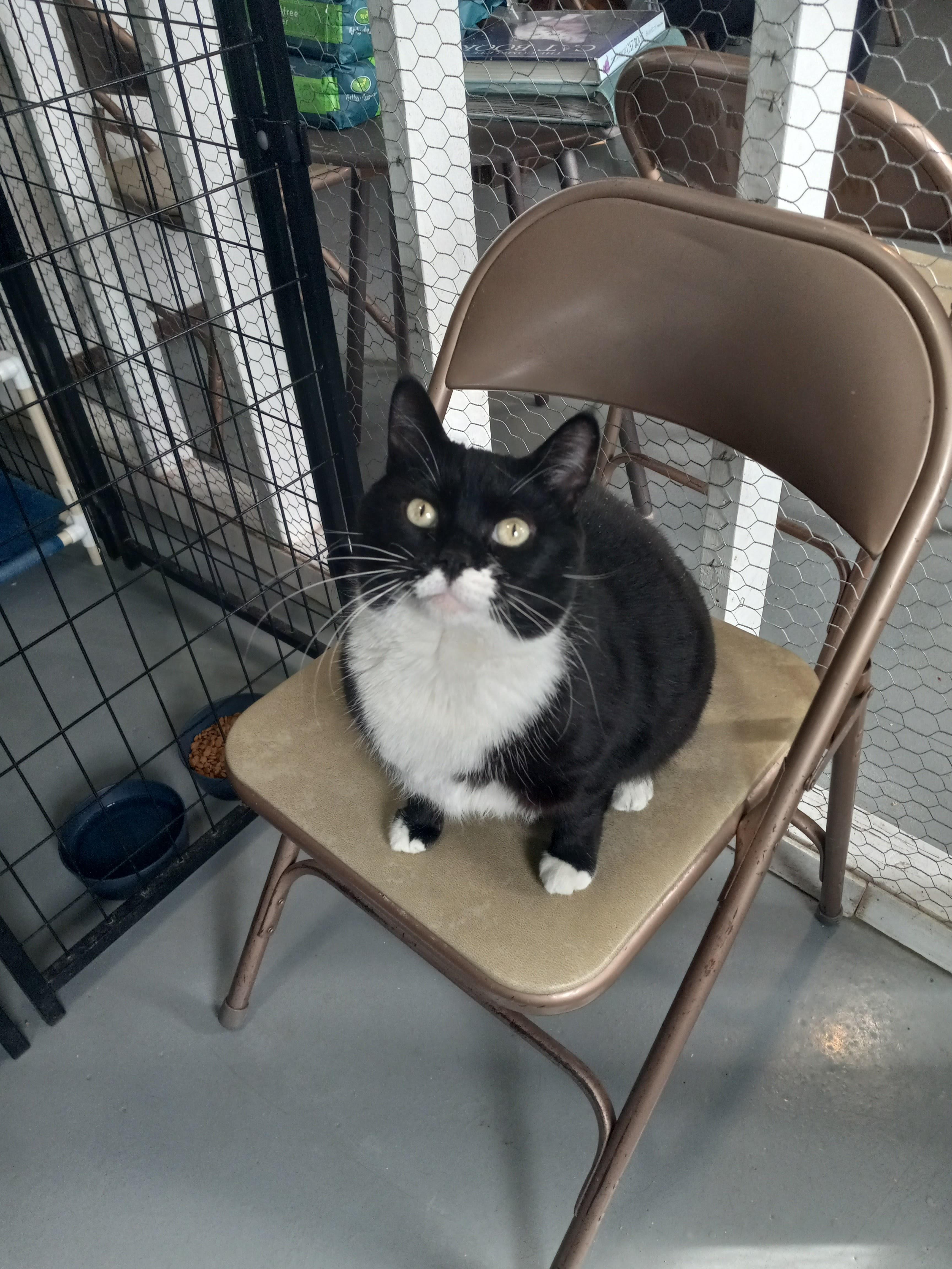 Mikki, Adoptable, Adult Female Domestic Short Hair.