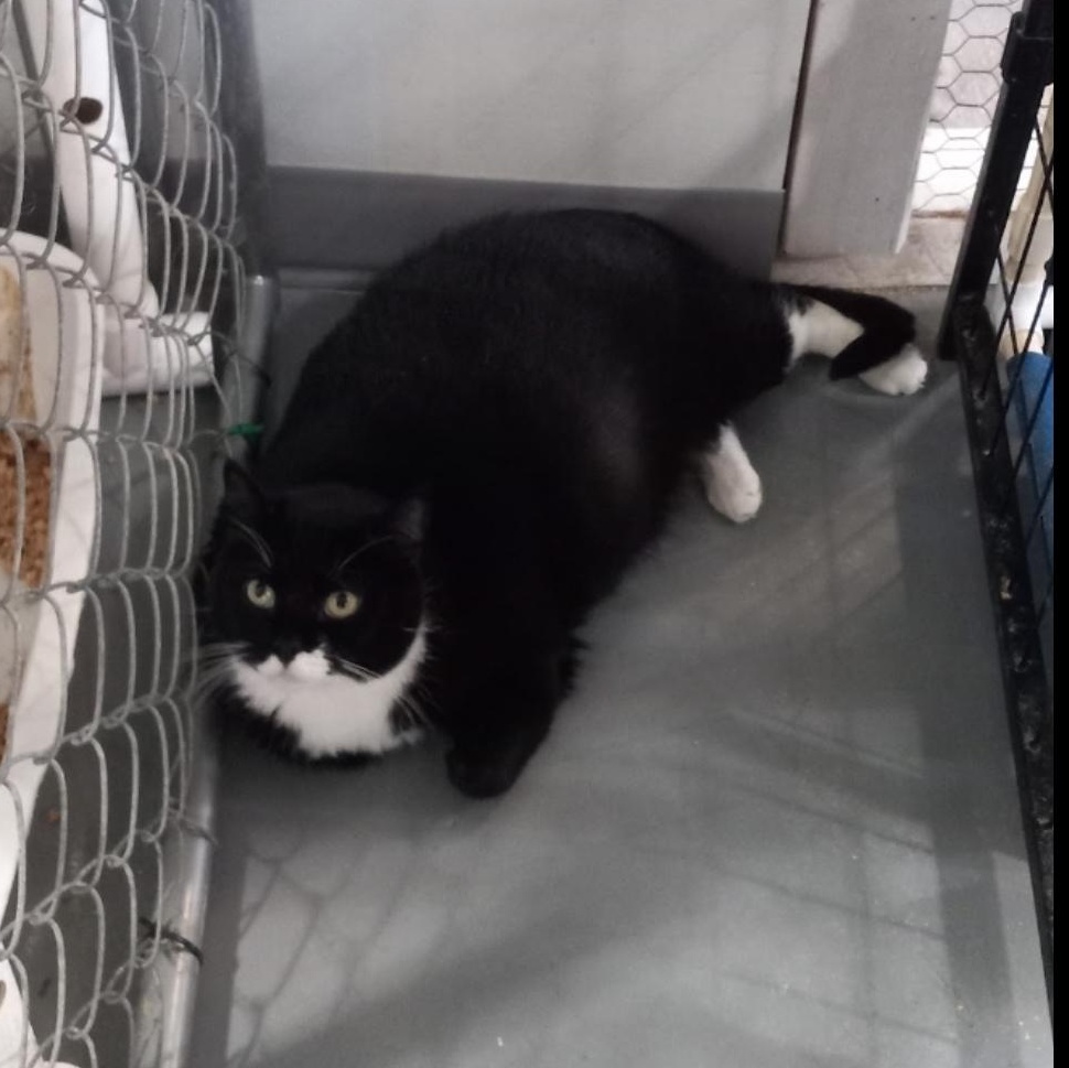 Enlarge Mikki, a Adoptable Domestic Short Hair in Iowa Falls, IA image 4/4