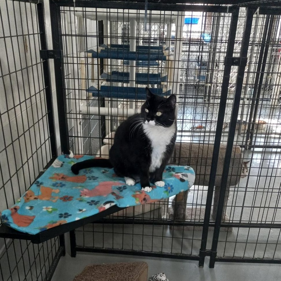 Enlarge Mikki, a Adoptable Domestic Short Hair in Iowa Falls, IA image 3/4