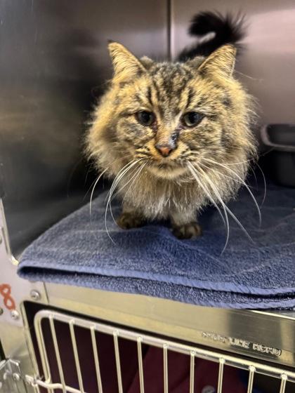 Ellen, adopted, Adult Female Domestic Long Hair & Domestic Short Hair.
