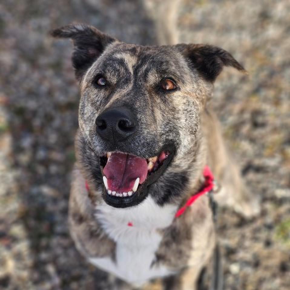RADLEY, a Adoptable Catahoula Leopard Dog in Pagosa Springs, CO image 1/2