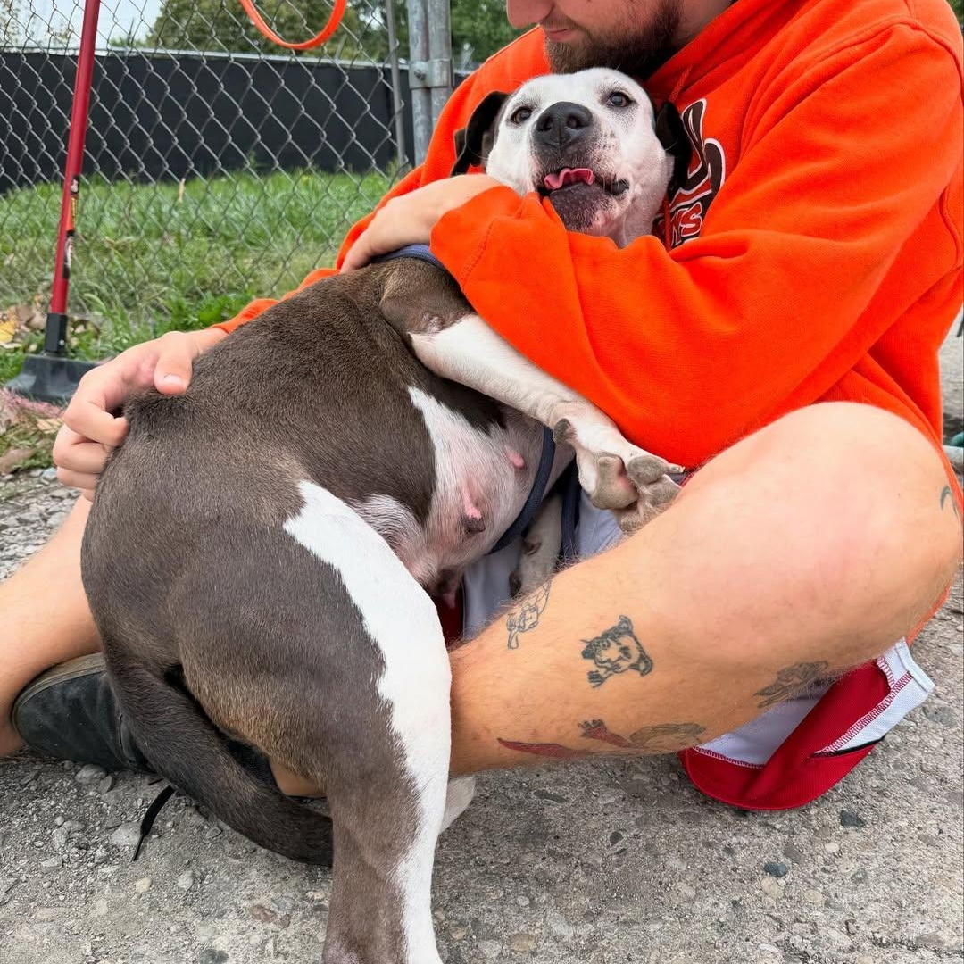 Peach, a Adoptable mixed breed in Detroit, MI image 4/5