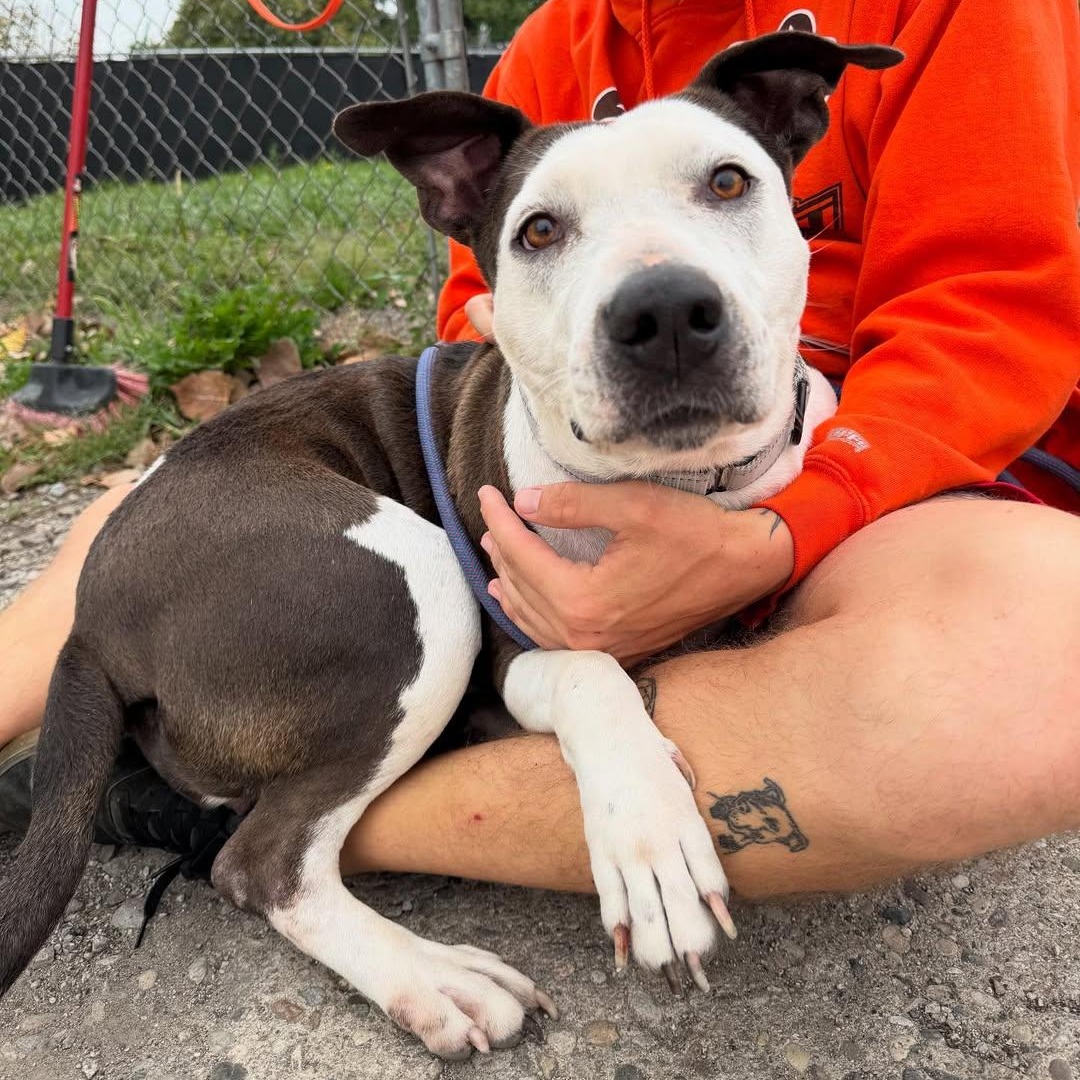 Peach, a Adoptable mixed breed in Detroit, MI image 2/5
