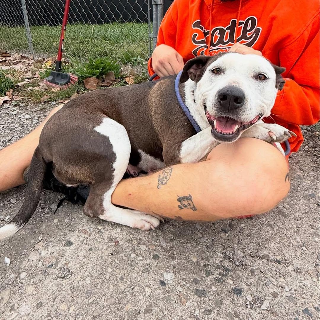 Peach, a Adoptable mixed breed in Detroit, MI image 5/5