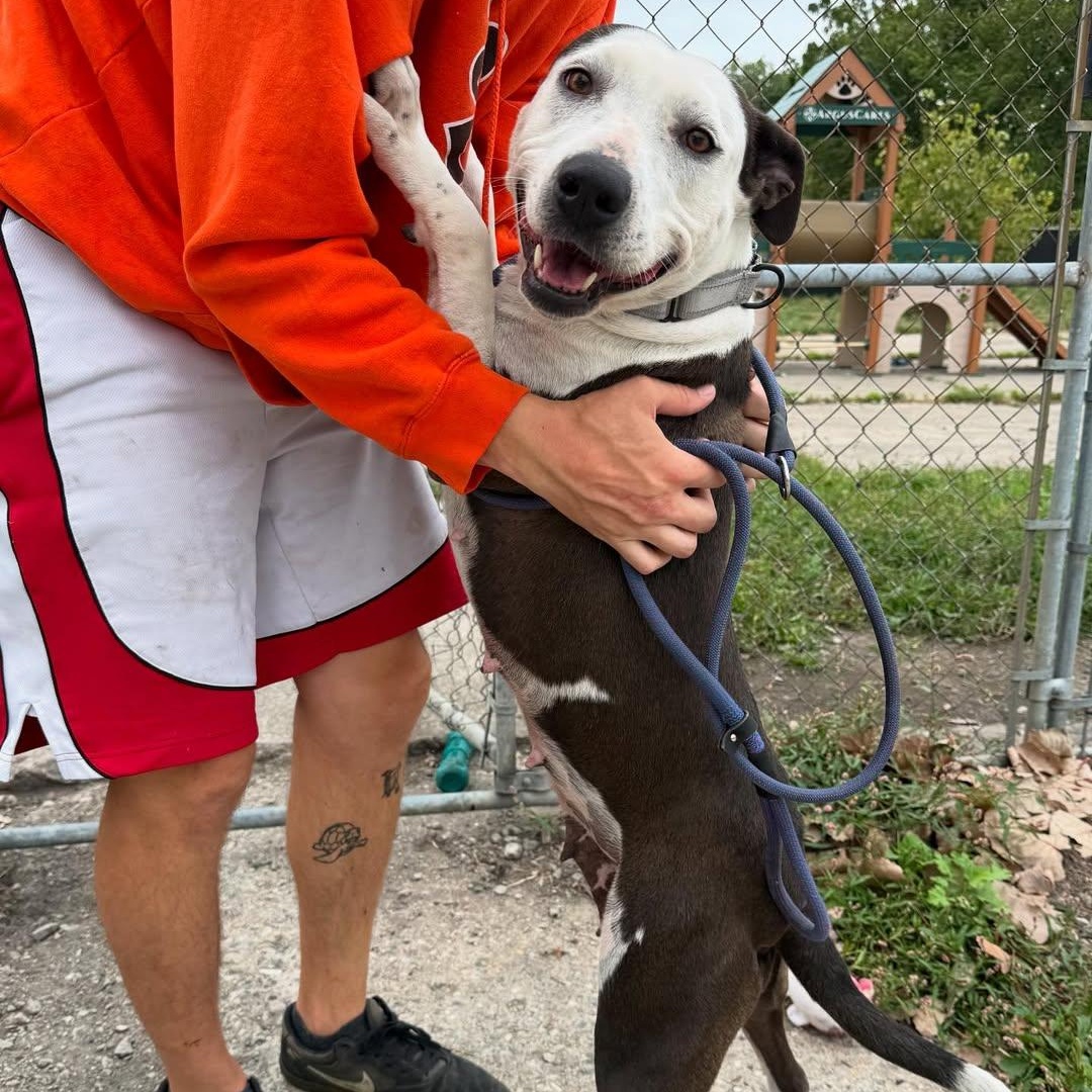 Peach, a Adoptable mixed breed in Detroit, MI image 3/5
