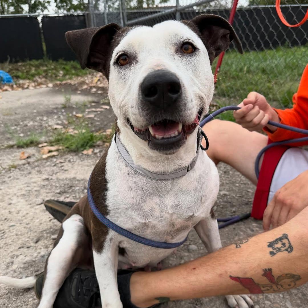 Peach, a Adoptable mixed breed in Detroit, MI image 1/5