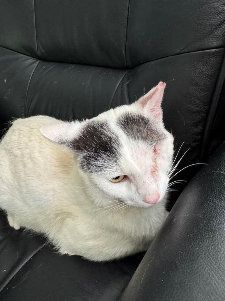 Alfie, Adoptable, Young Male Domestic Short Hair.