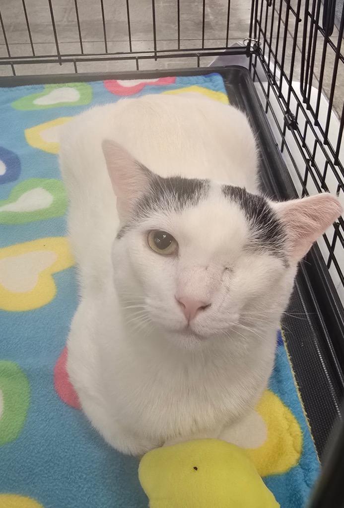 Alfie, a Adoptable mixed breed in Cumming, GA image 2/5