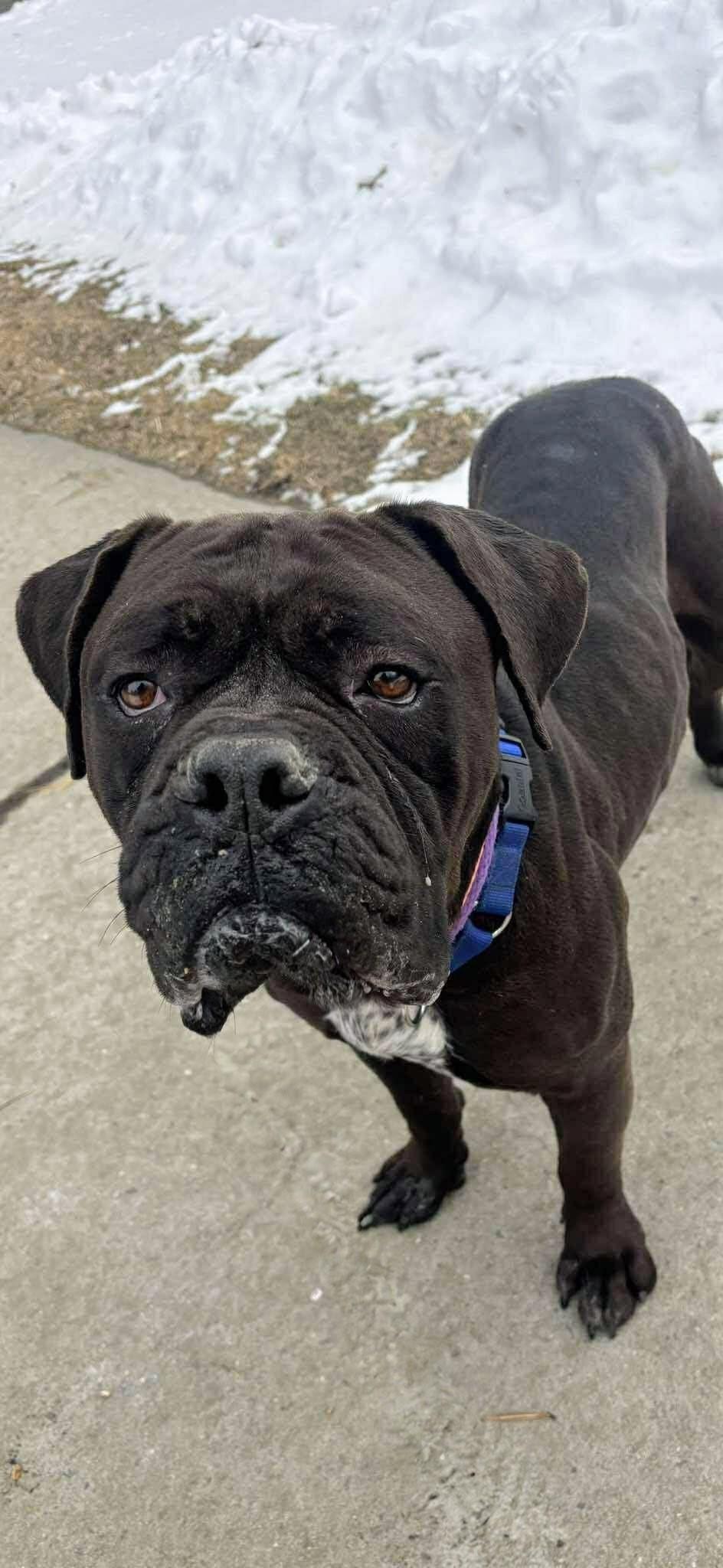 Drax, adopted, Adult Male Mastiff.