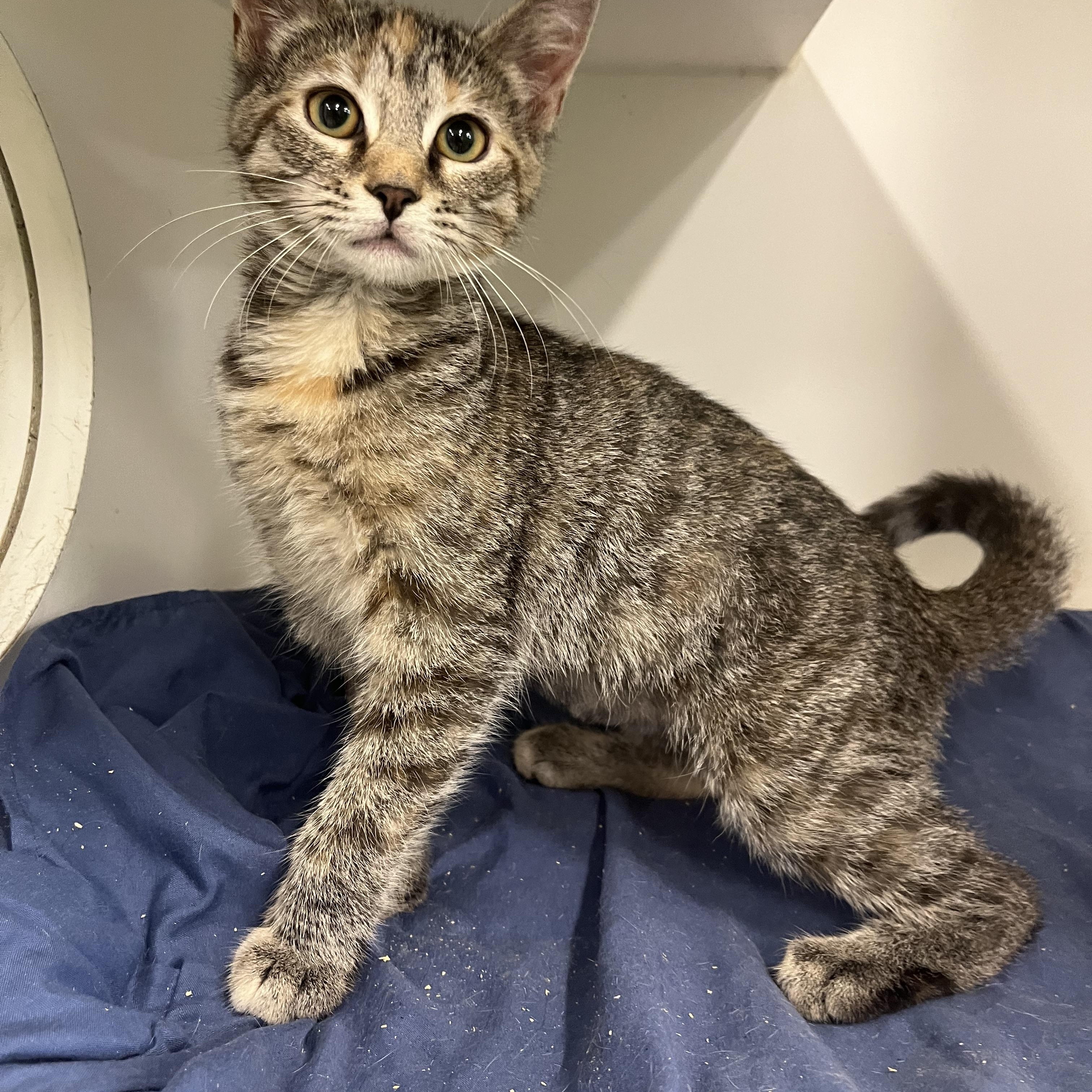 Enlarge Jubilee, a Adoptable Domestic Short Hair in Kingsport, TN image 1/1