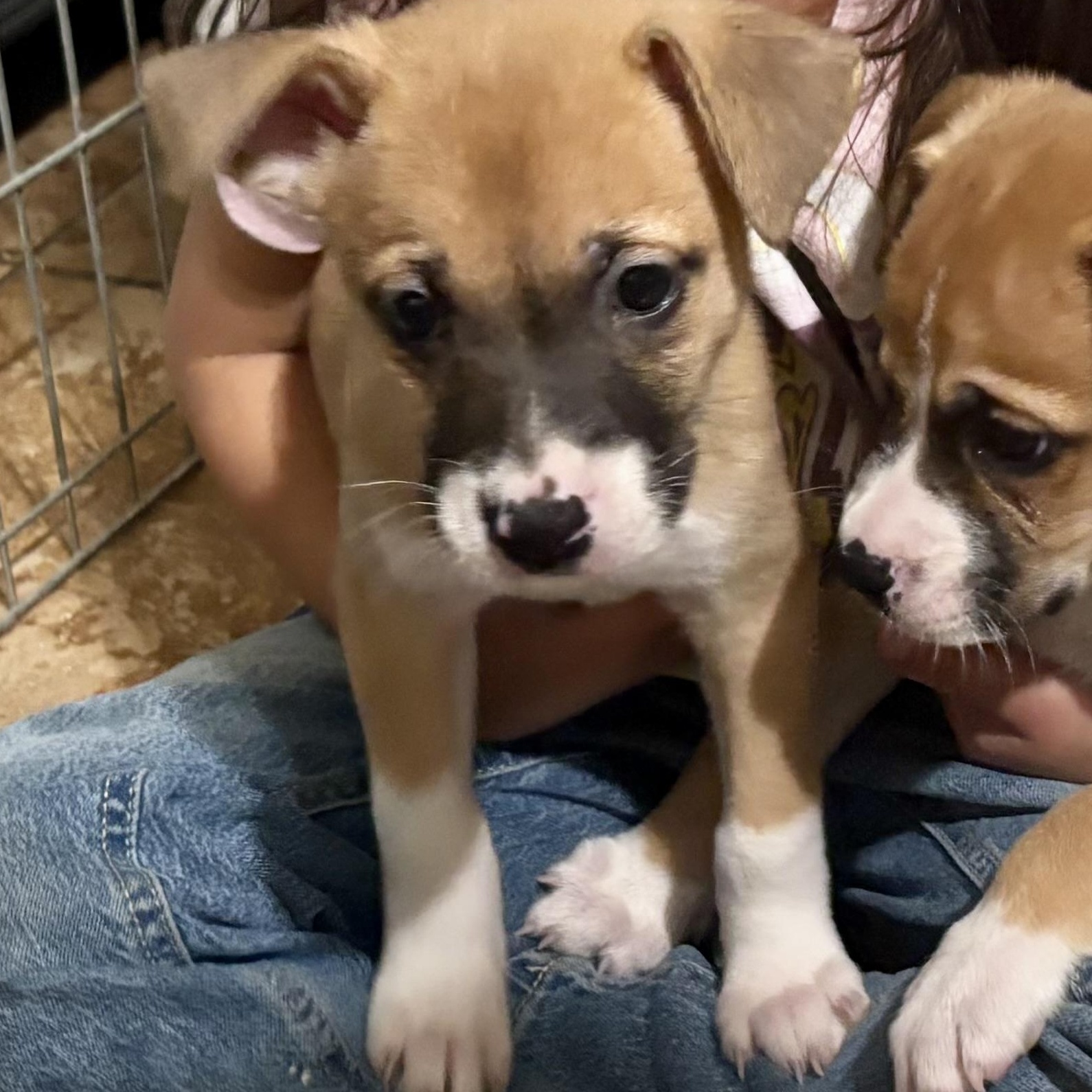 Enlarge Aelin, an adopted mixed breed in Wildomar, CA image 3/5