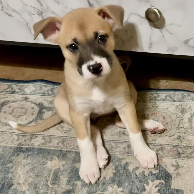 Enlarge Aelin, an adopted mixed breed in Wildomar, CA image 2/5