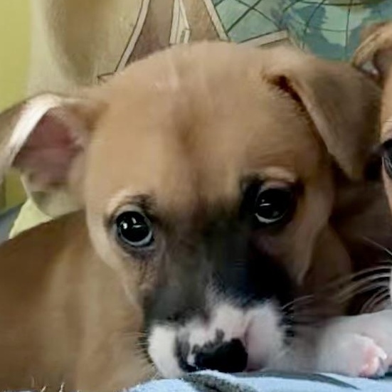 Enlarge Aelin, an adopted mixed breed in Wildomar, CA image 1/5