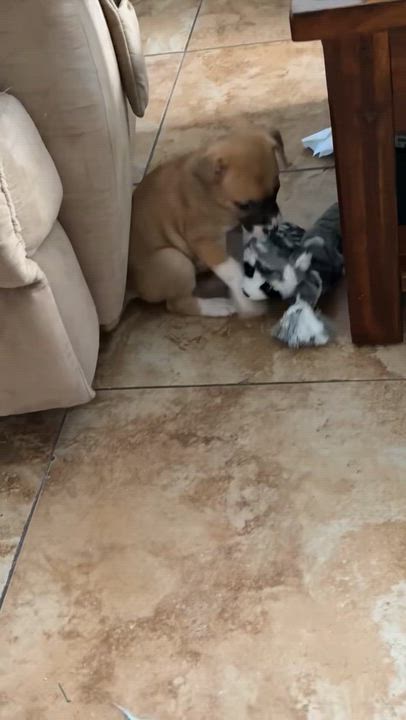 Enlarge Aelin, an adopted mixed breed in Wildomar, CA video 4/5