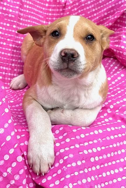 Skyy Spirits thumbnail 3