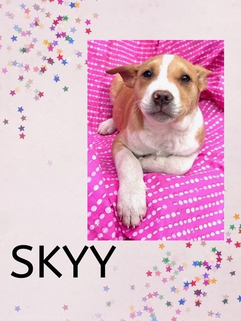 Skyy Spirits thumbnail 6