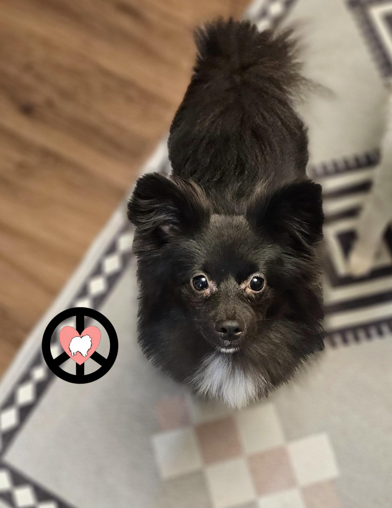 Kiwi, Adopted, Young Female Pomeranian & Shetland Sheepdog / Sheltie.