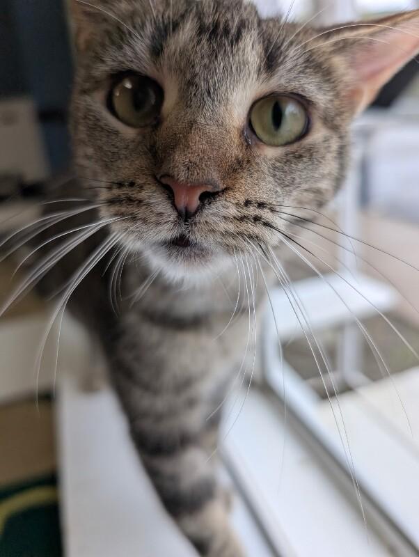 Floppy, Adoptable, Adult Female Domestic Short Hair.