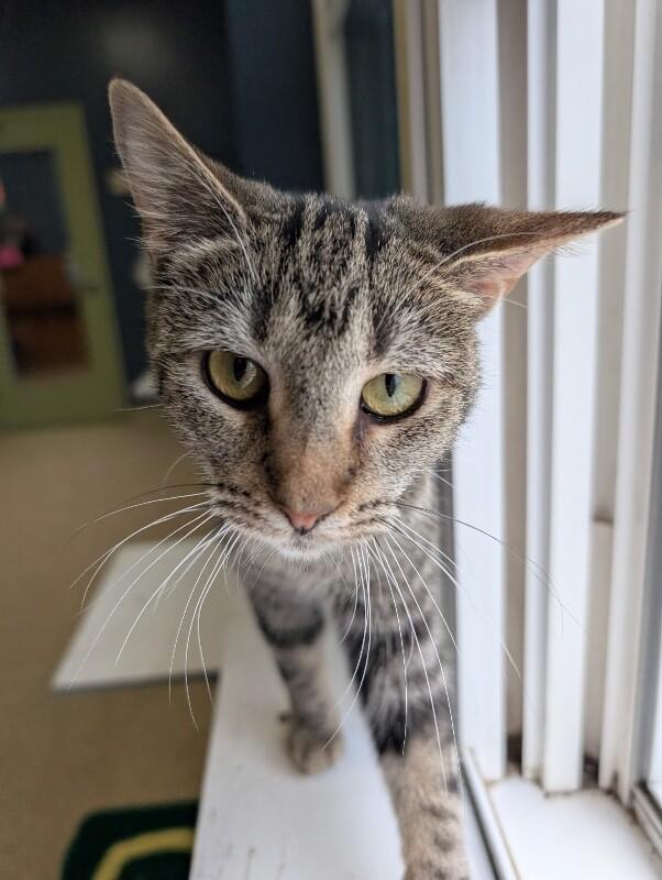Enlarge Floppy, a Adoptable Domestic Short Hair in Warren, PA image 2/2
