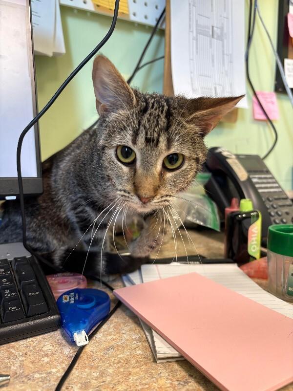 Enlarge Floppy, a Adoptable Domestic Short Hair in Warren, PA image 1/1