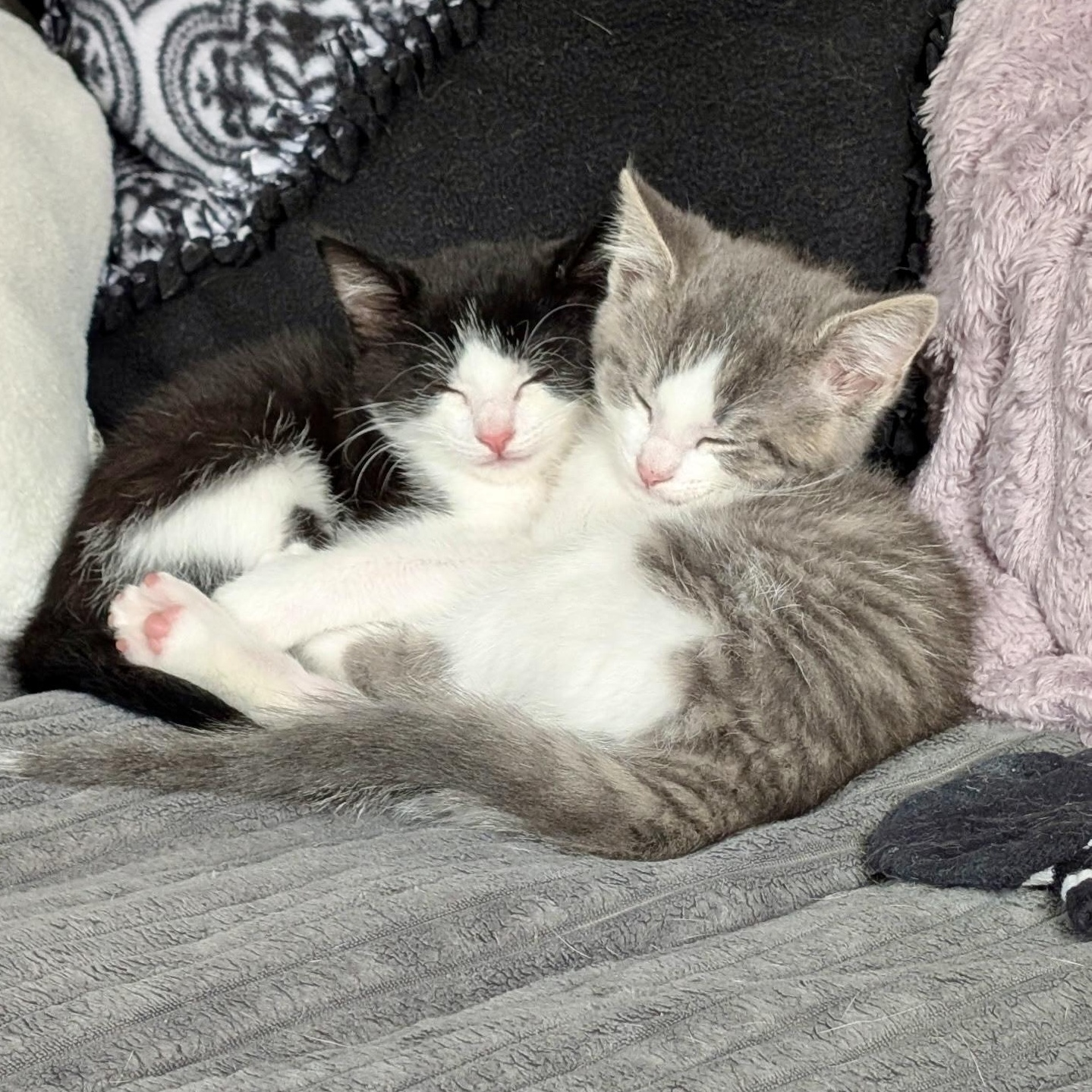 Enlarge Bumble, an adopted Domestic Short Hair in Richmond, VA image 4/4