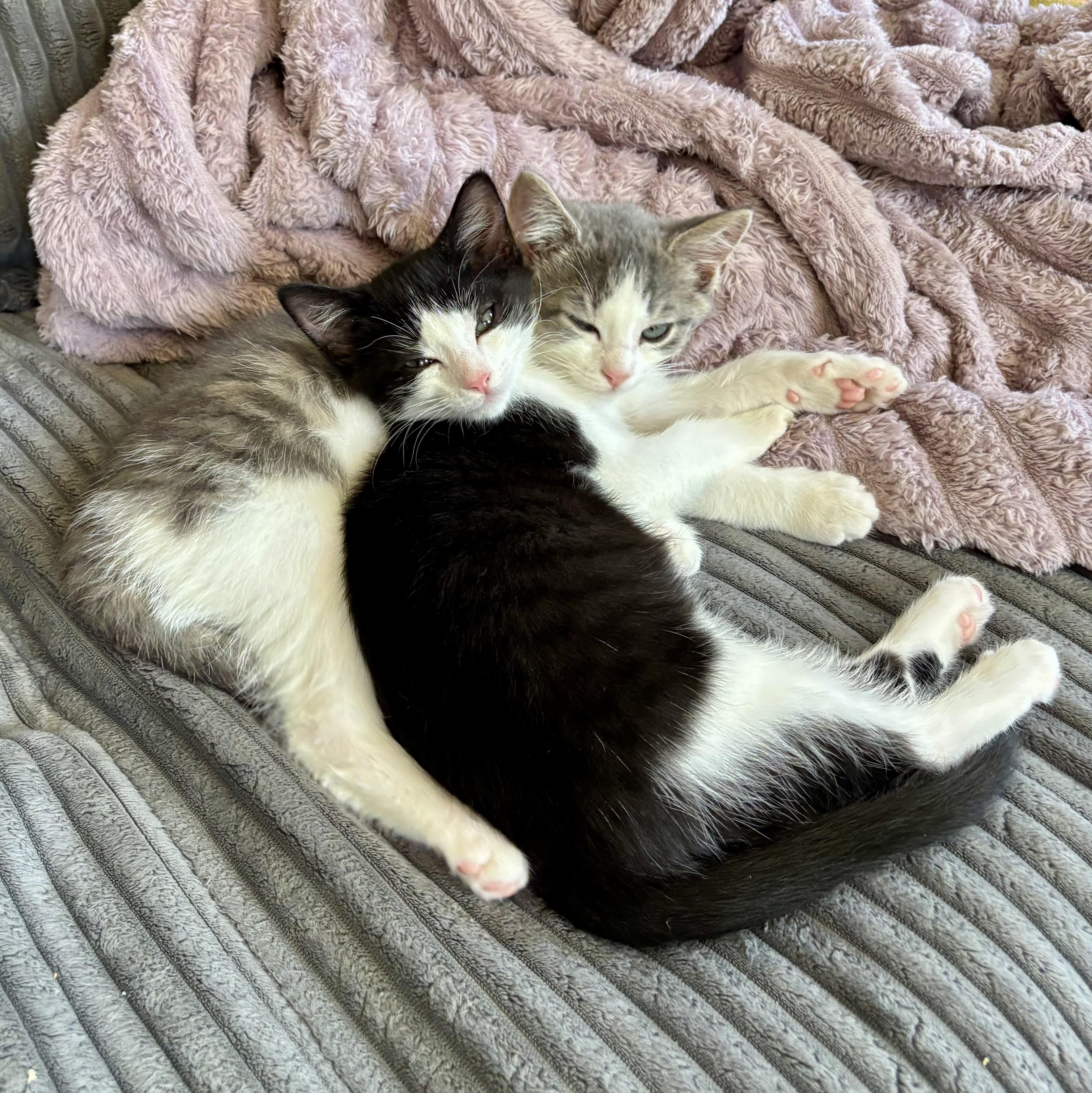 Enlarge Bumble, an adopted Domestic Short Hair in Richmond, VA image 3/4