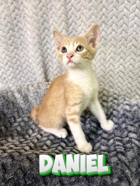 Enlarge Daniel, a ADOPTABLE Domestic Short Hair in Comfort, TX image 1/1
