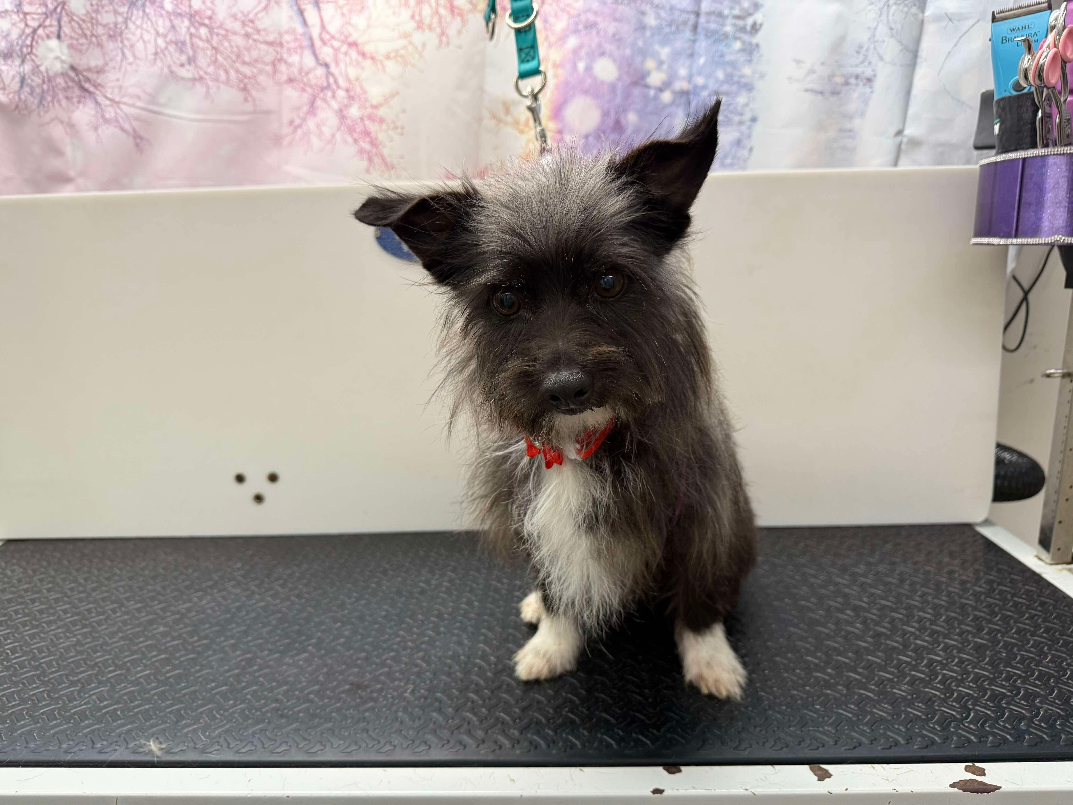 Socks, Adult Male Schnauzer