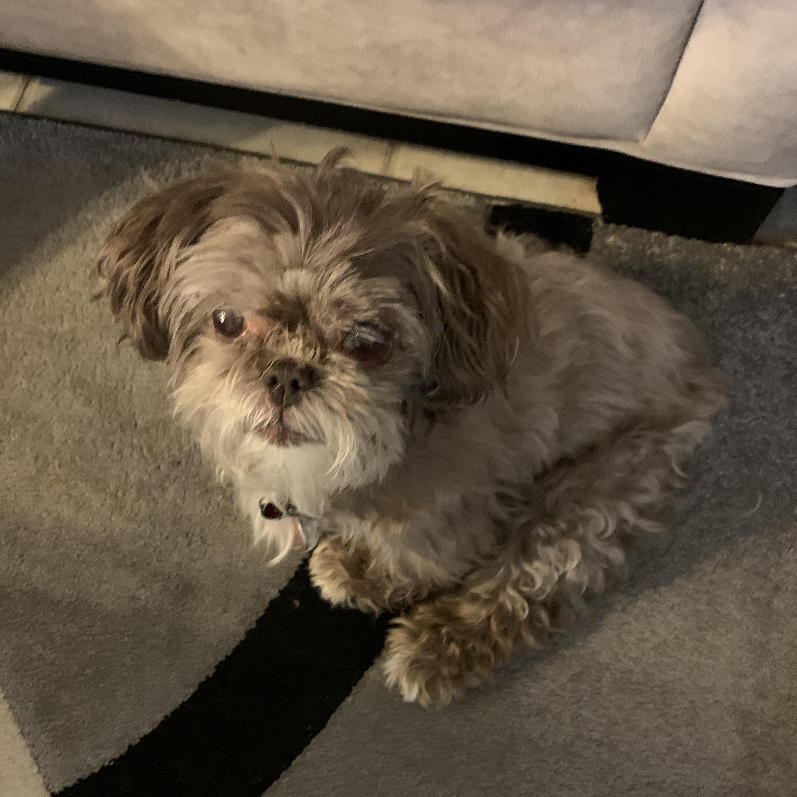 Shatzi, adopted, Senior Female Shih Tzu.