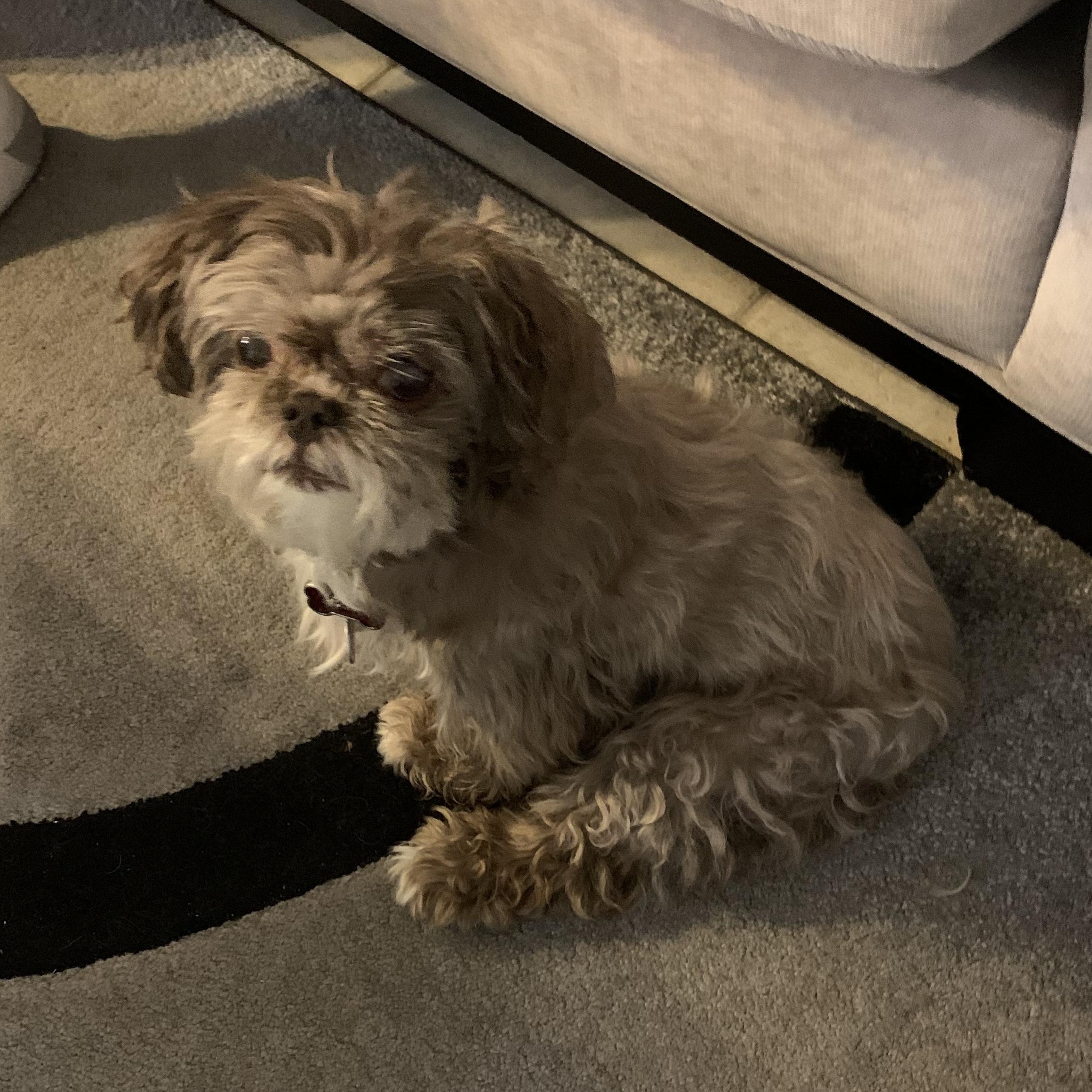 Shatzi, an adopted Shih Tzu in Bonita Springs, FL image 2/2