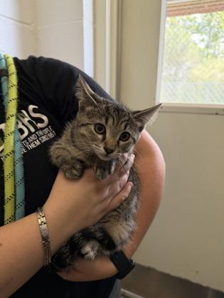 Sardine, Adoptable, Kitten Female Domestic Short Hair.