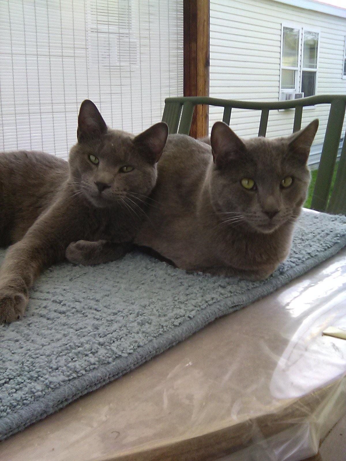 Sam and Dean, ADOPTABLE, Adult Male Russian Blue.