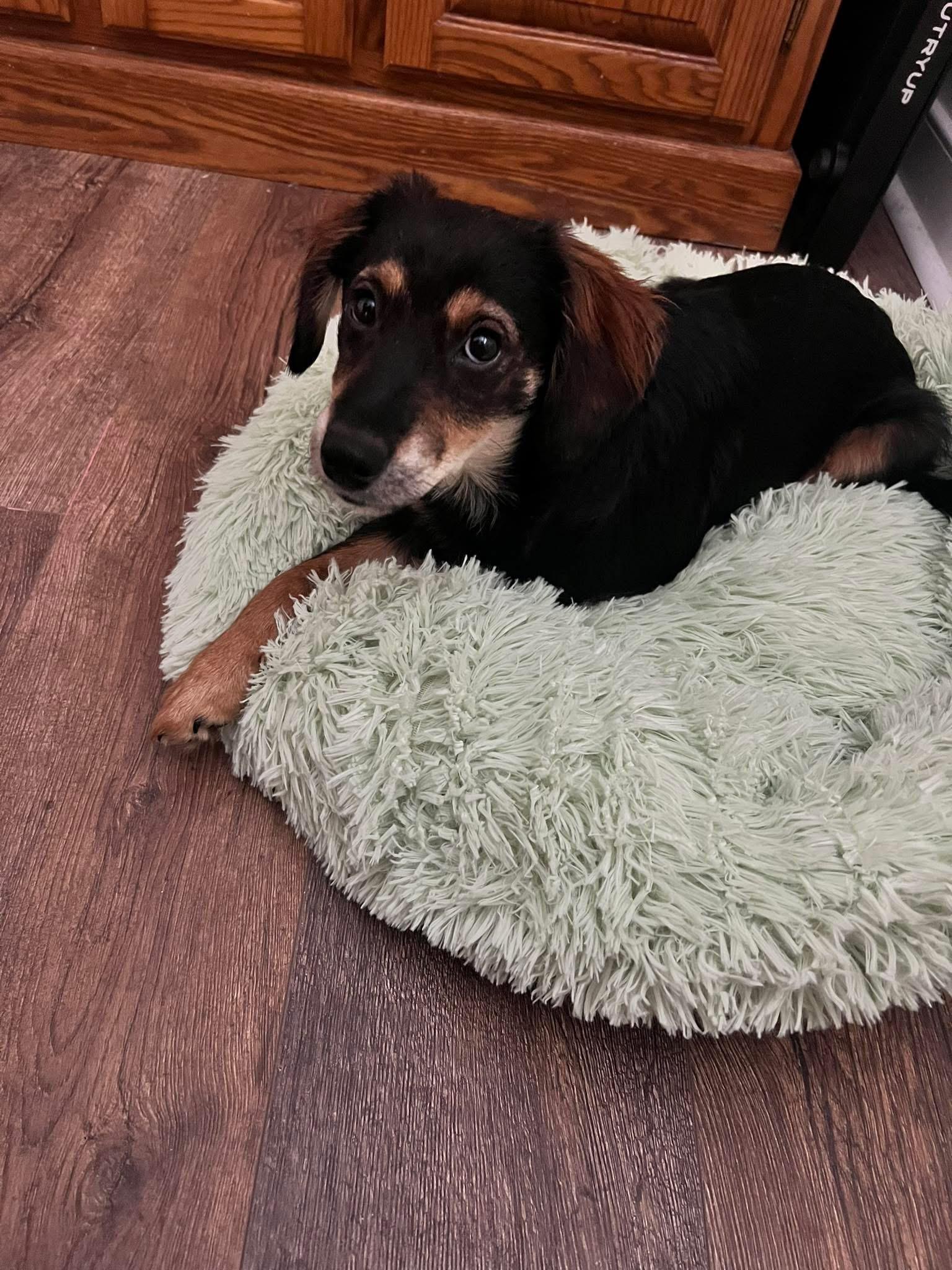 Mikey , ADOPTABLE, Puppy Male Pomeranian & Chihuahua.