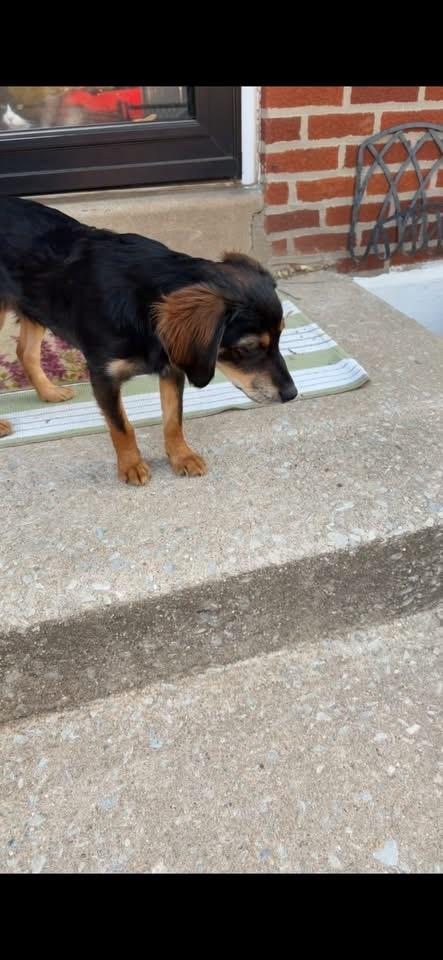 Enlarge Mikey , a ADOPTABLE mixed breed in Woodbury, NJ image 5/5