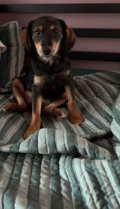 Enlarge Mikey , a ADOPTABLE mixed breed in Woodbury, NJ image 3/5