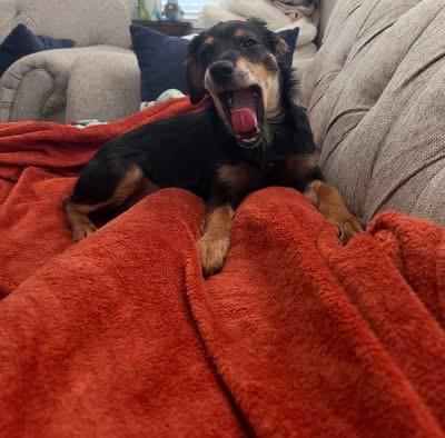 Enlarge Mikey , a ADOPTABLE mixed breed in Woodbury, NJ image 2/5