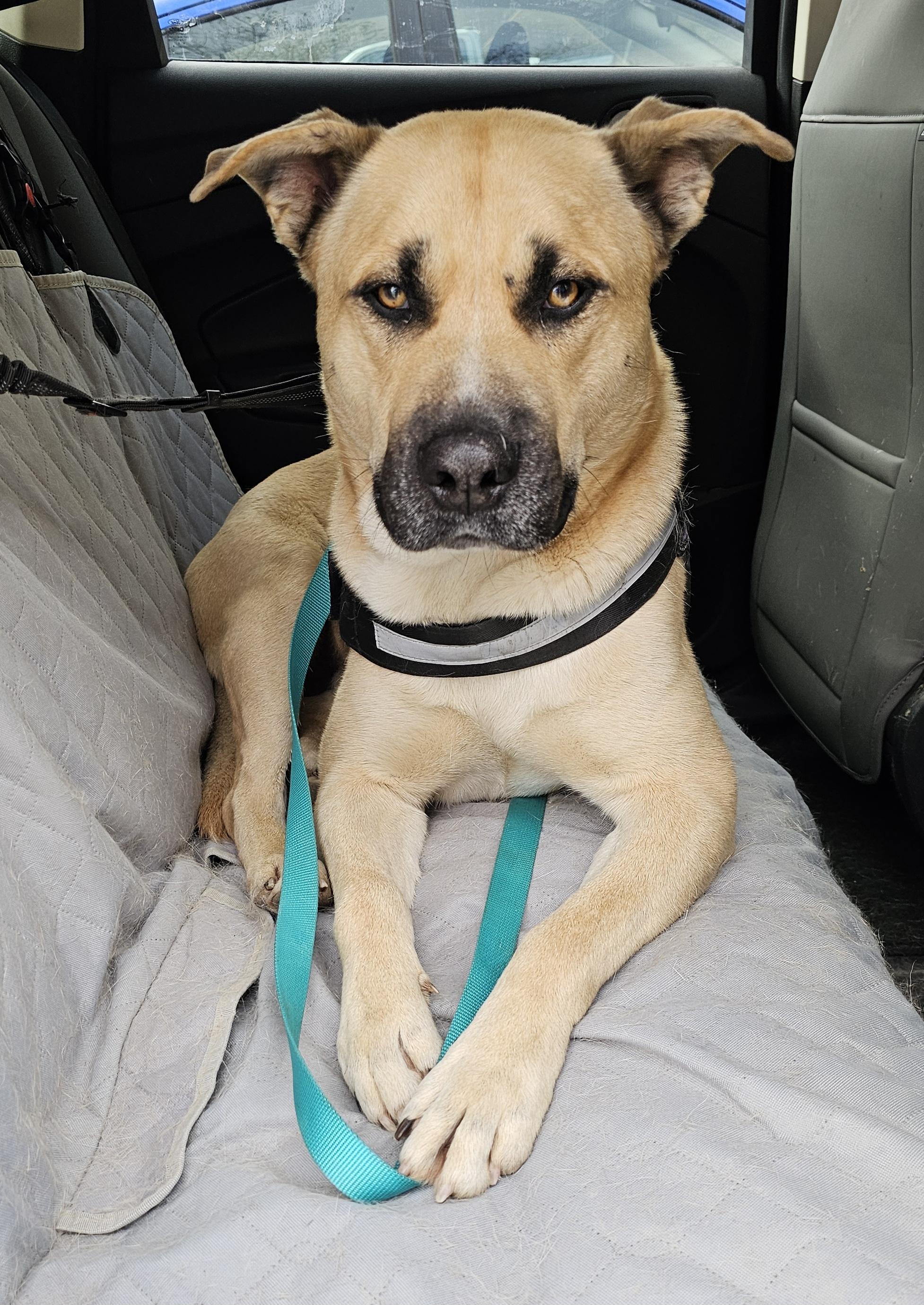 Hank the Tank , a ADOPTABLE mixed breed in Watertown, CT image 2/6
