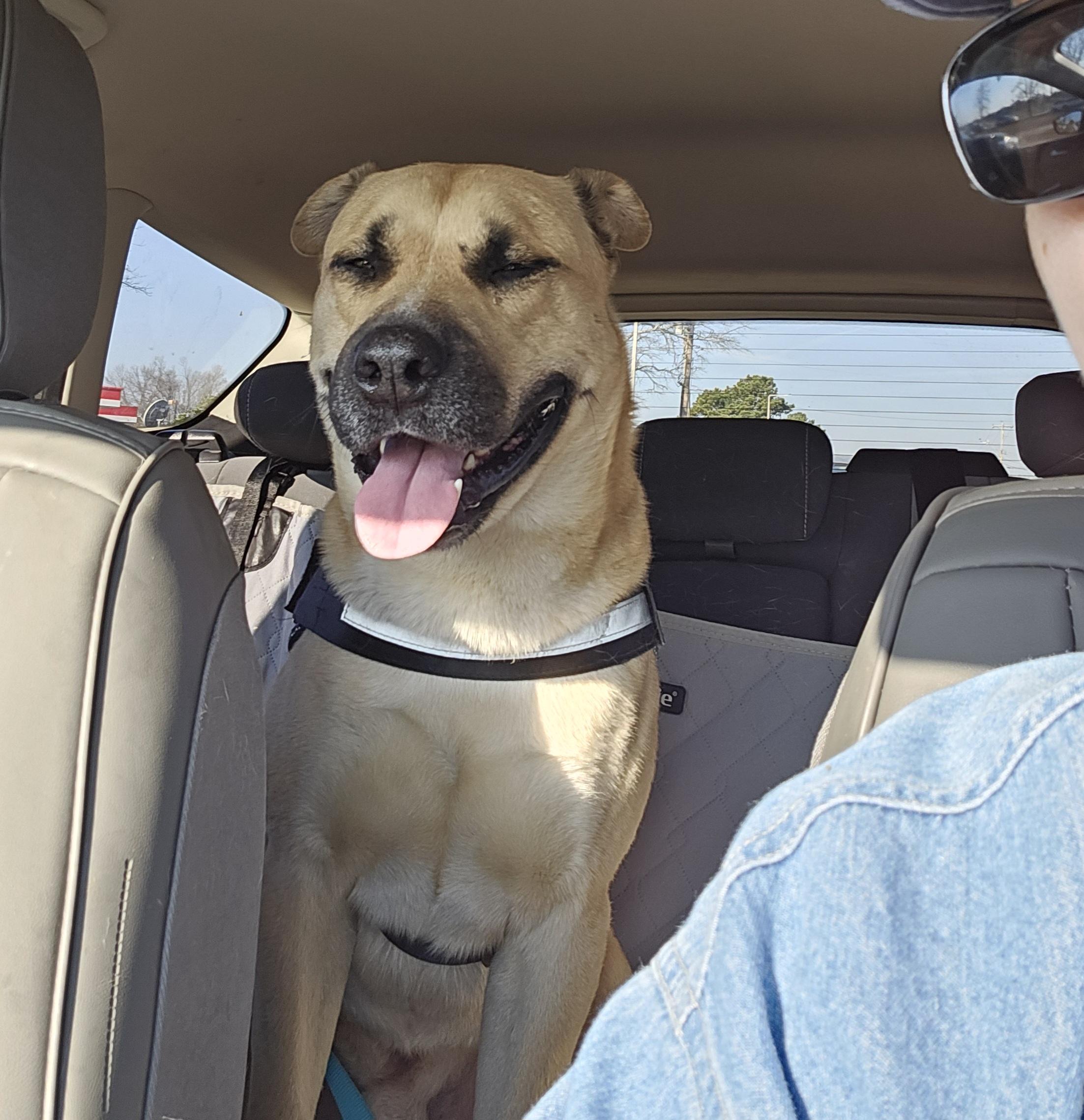 Hank the Tank , a ADOPTABLE mixed breed in Watertown, CT image 4/6