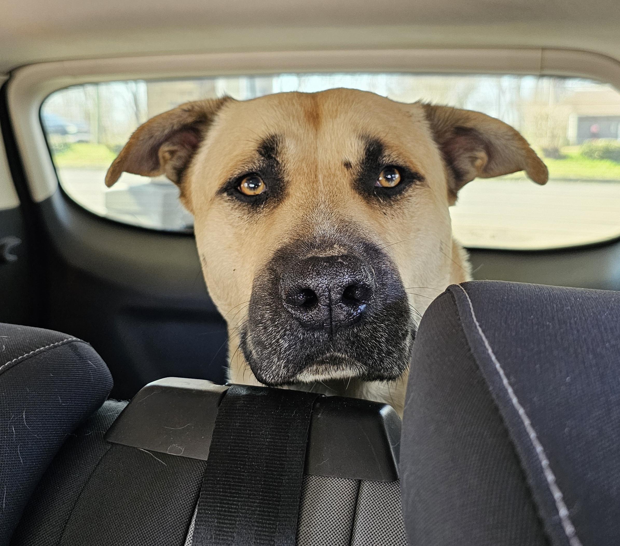 Hank the Tank , ADOPTABLE, Adult Male Labrador Retriever & Mastiff.