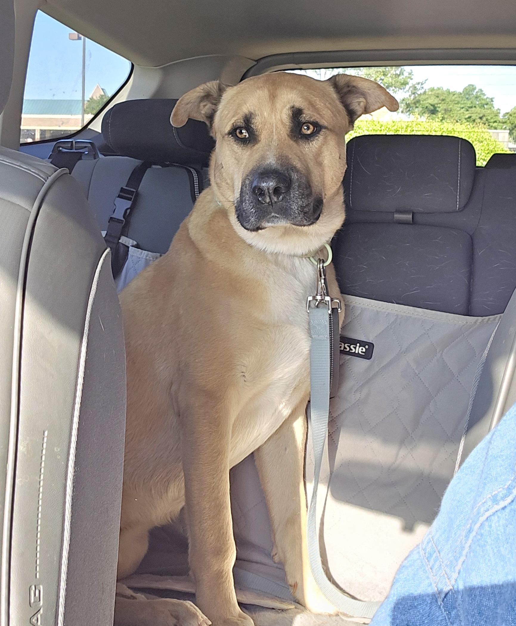 Hank the Tank , a ADOPTABLE mixed breed in Watertown, CT image 5/6