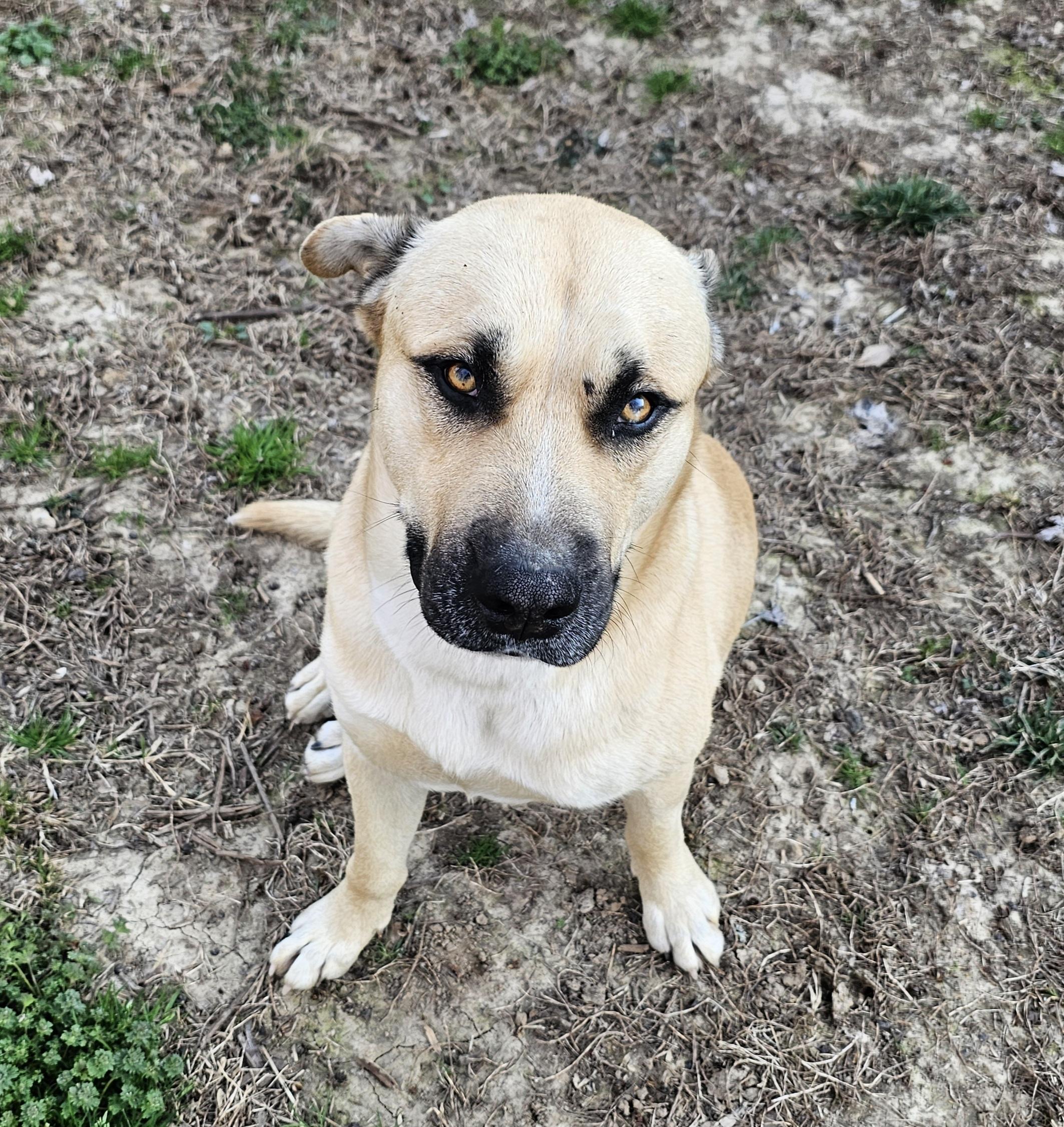 Hank the Tank , a ADOPTABLE mixed breed in Watertown, CT image 3/6