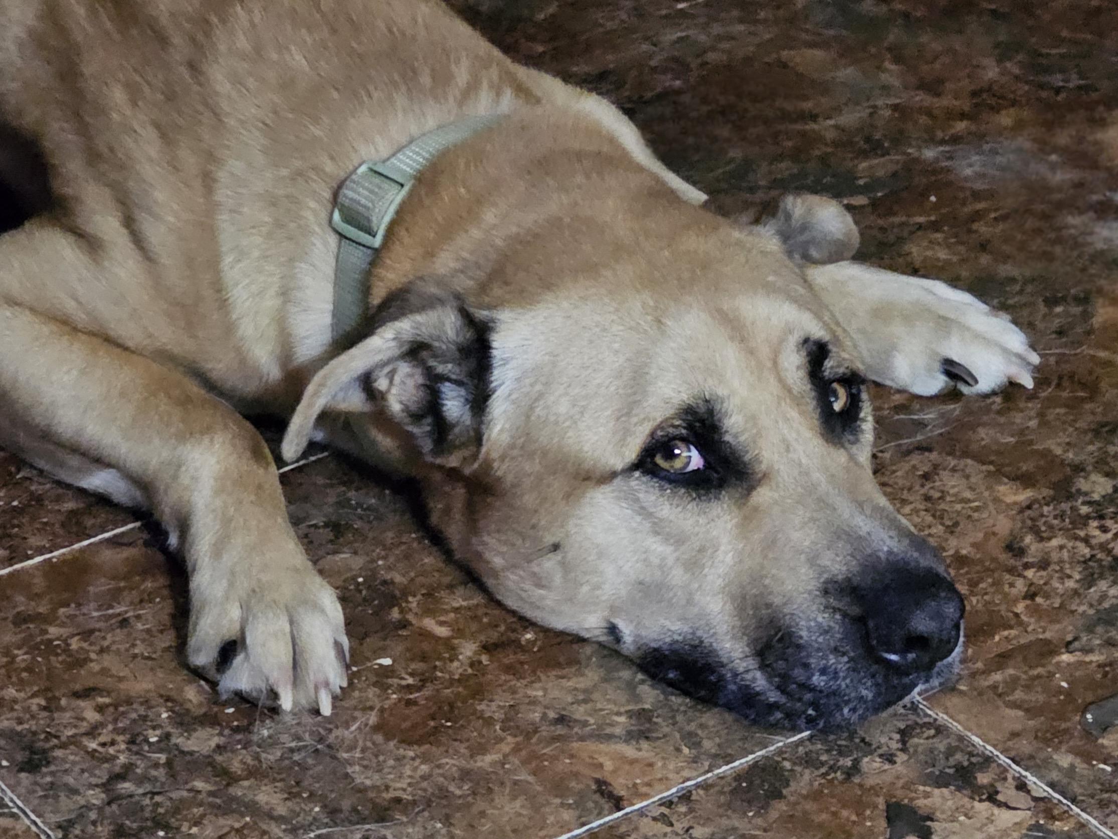 Hank the Tank , a ADOPTABLE mixed breed in Watertown, CT image 6/6